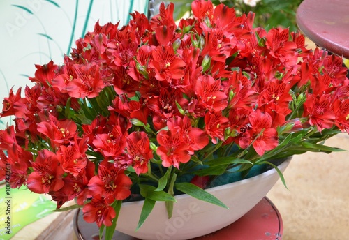 Viele rote Inkalilien in Steckmasse – Alstroemeria photo