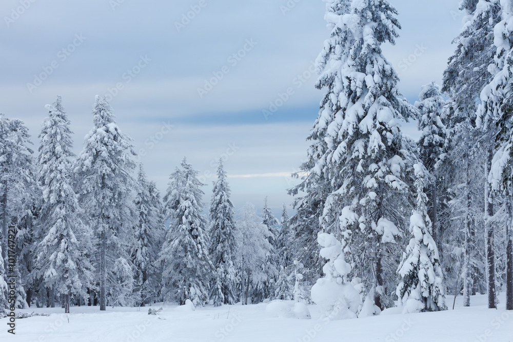 trees under a thick layer of snow trees under a thick layer of snow