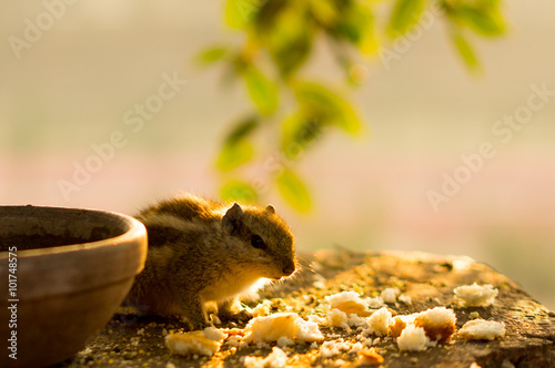 squirrel eating bread crumbs near clay pot photo