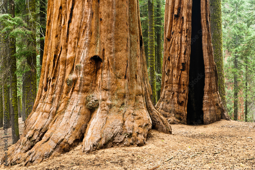 Giant Sequoia, Sequoia NP
