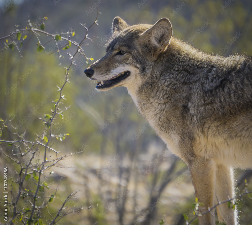Obraz premium Coyote in the Arizona Desert