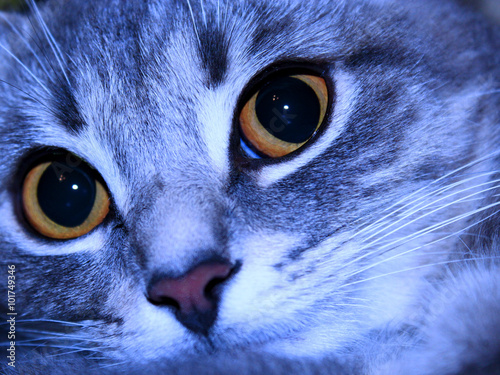 big eyes of Scottish Straight cat