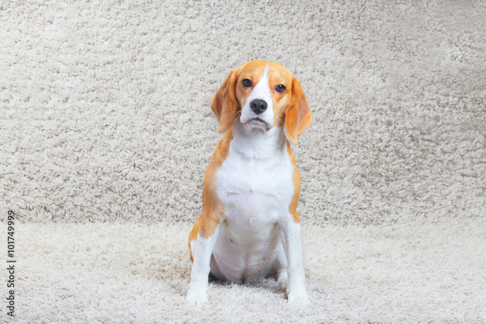Beagle dog on a carpet