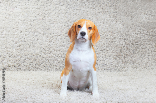 Beagle dog on a carpet