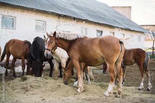 Horse farm scene