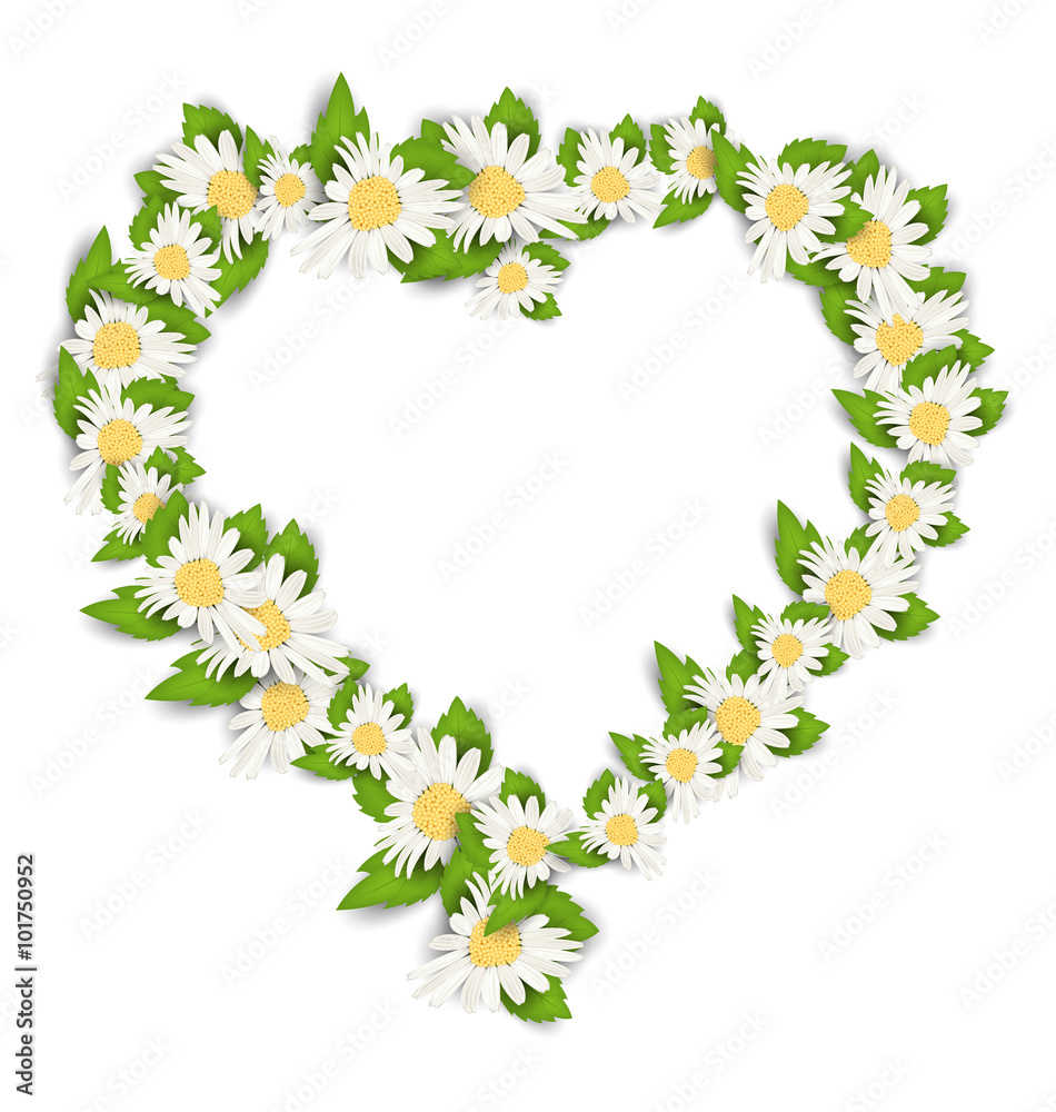 Daisy Flowers in Form Heart Isolated on White Background