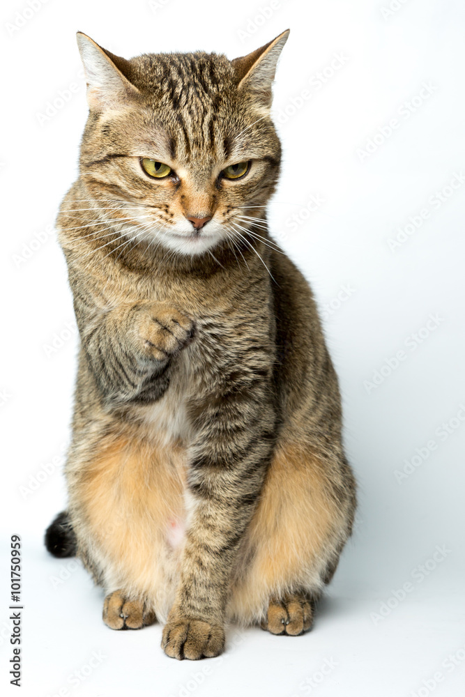 Cute European kitten isolated white background , animal portrait Cute European kitten isolated white background , animal portrait