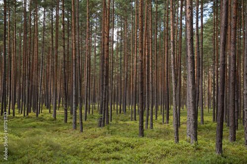 tree trunks in a forest