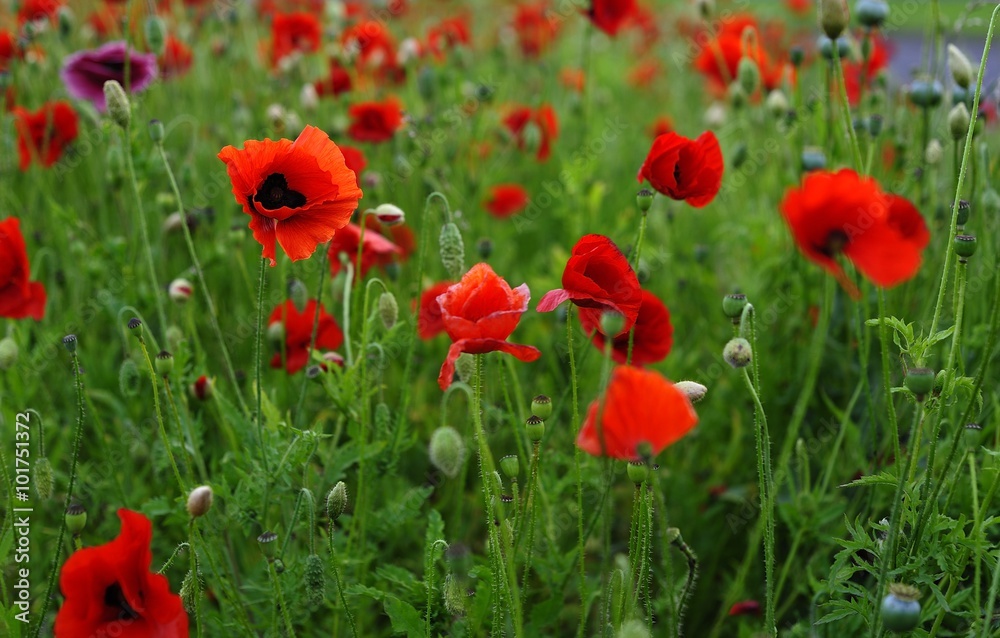 Red Poppies Red Poppies