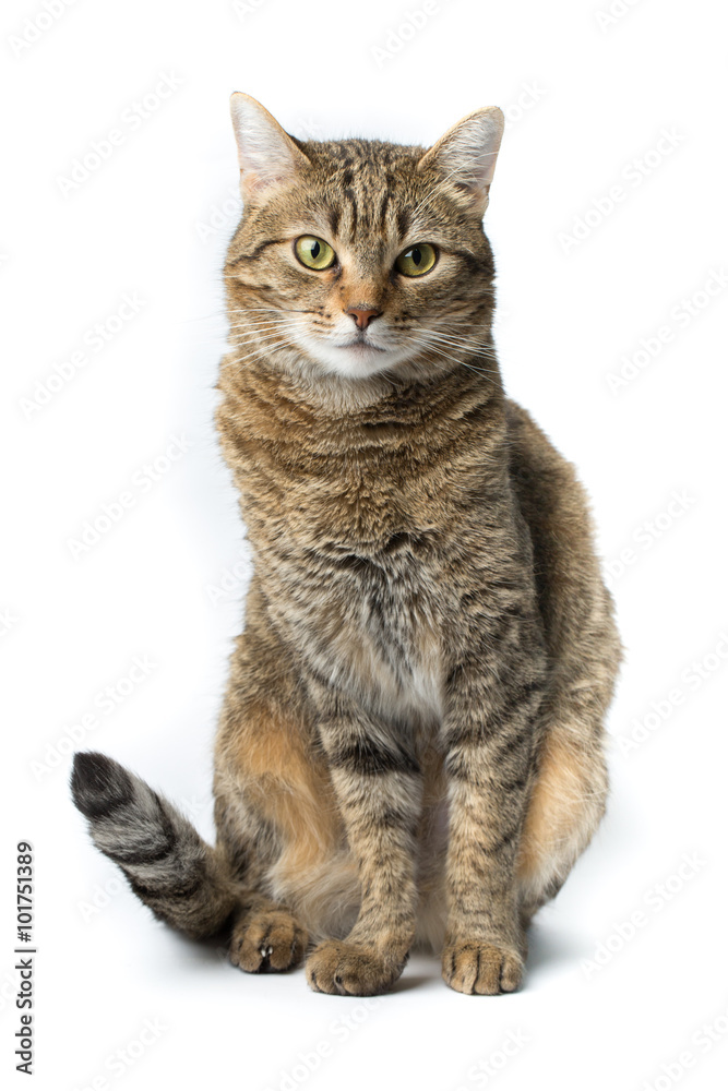 Cute European kitten isolated white background , animal portrait