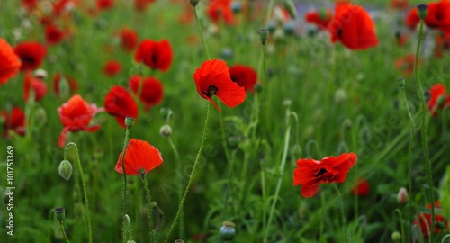 Red Poppies