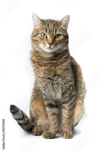 Cute European kitten isolated white background , animal portrait