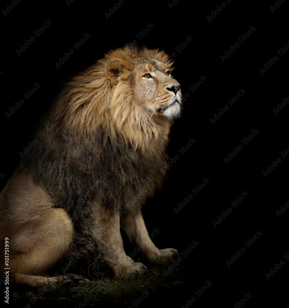 Fototapeta premium siedzący lew na czarnym tle
