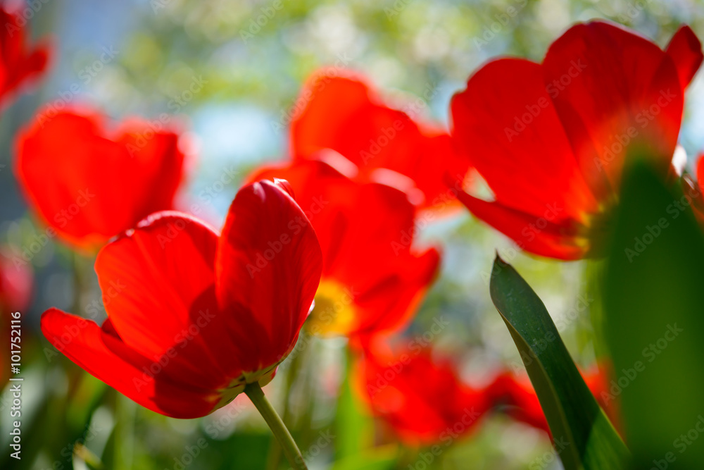 Beautiful Red Tulips in Field under Spring Sky in Bright Sunlight