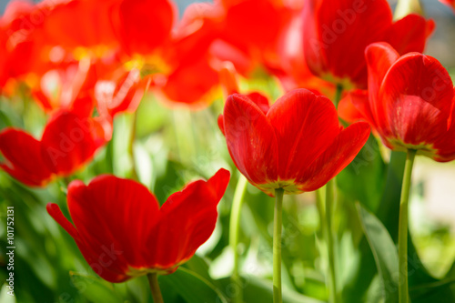 Beautiful Red Tulips in the Field