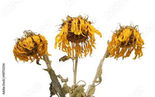 Three dried sunflowers isolated on white background photo