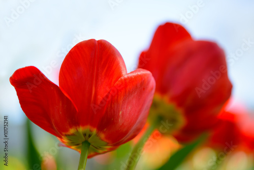 Beautiful Red Tulips in Field under Spring Sky in Bright Sunlight