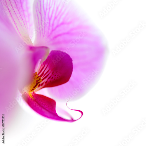 Beautiful Pink Orchid Flower Isolated on the White Background