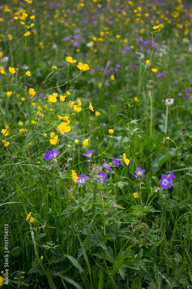 Blumenwiese Blumenwiese
