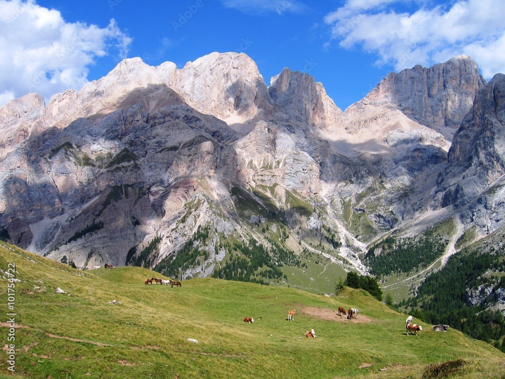 Blick auf die Rückseite der Marmolada im Val di Contrin (Dolomiten - Italien) mit Kühen und Pferden im Vordergrund