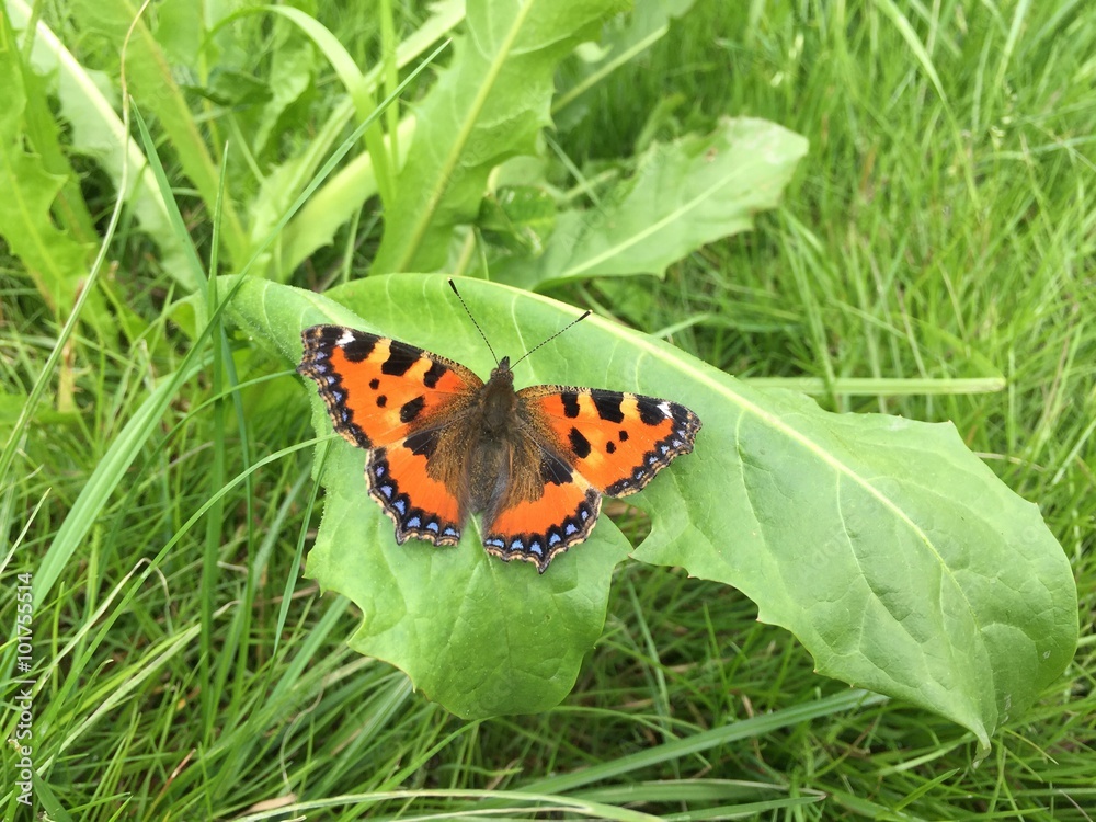 Obraz premium Schmetterling auf der Wiese