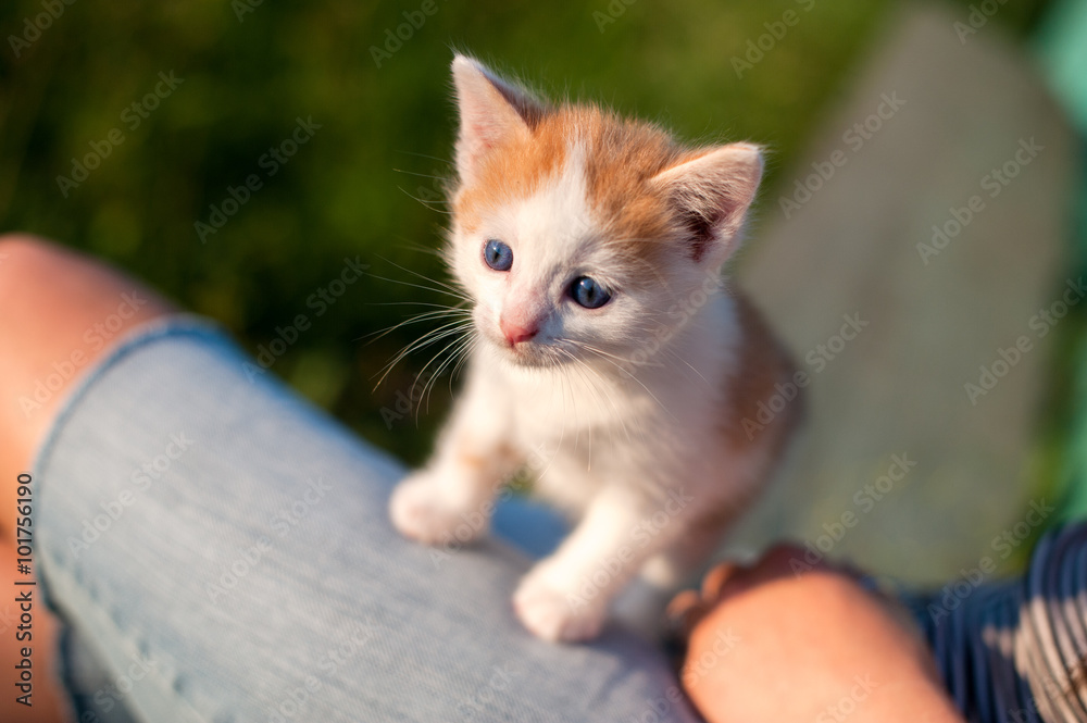 Fotografie kitten on the street