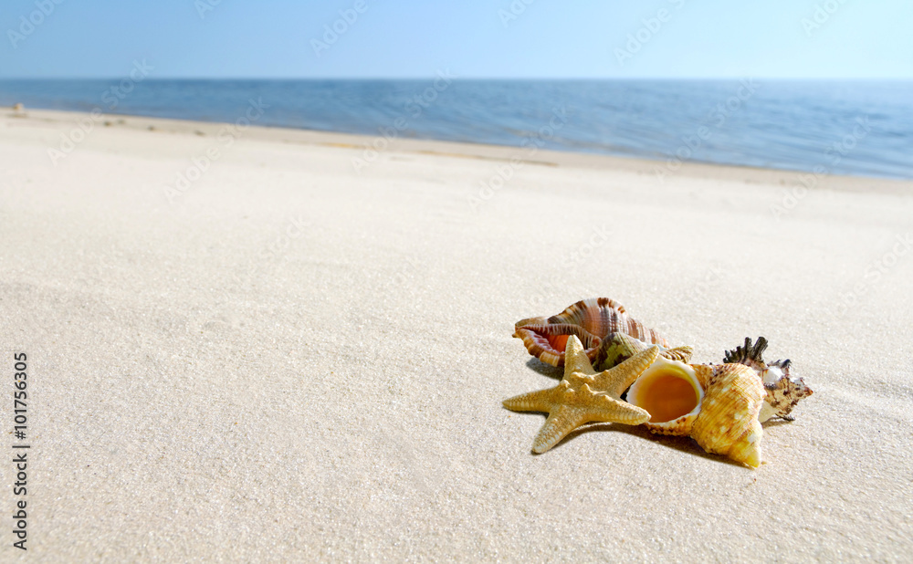cockleshells and starfish lie ashore sea cockleshells and starfish lie ashore sea