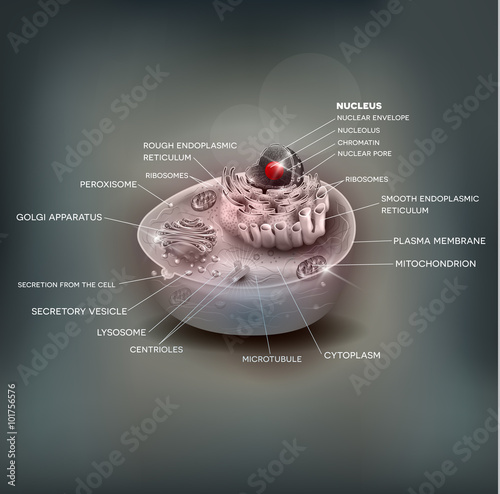 Cell anatomy beautiful mesh background, medical illustration with description