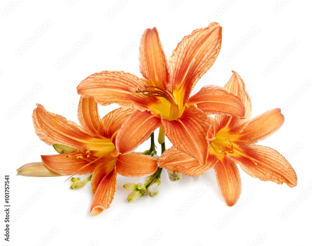 three flowers of lily close