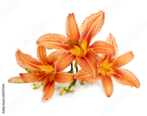 three flowers of lily close