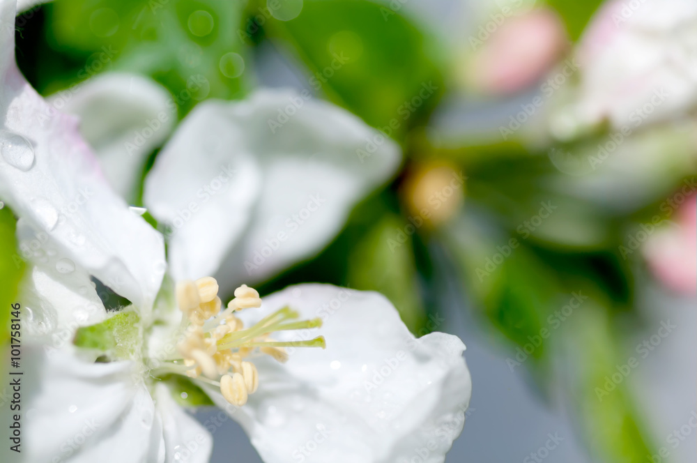 Obraz premium background of a drop of water flower apple macro