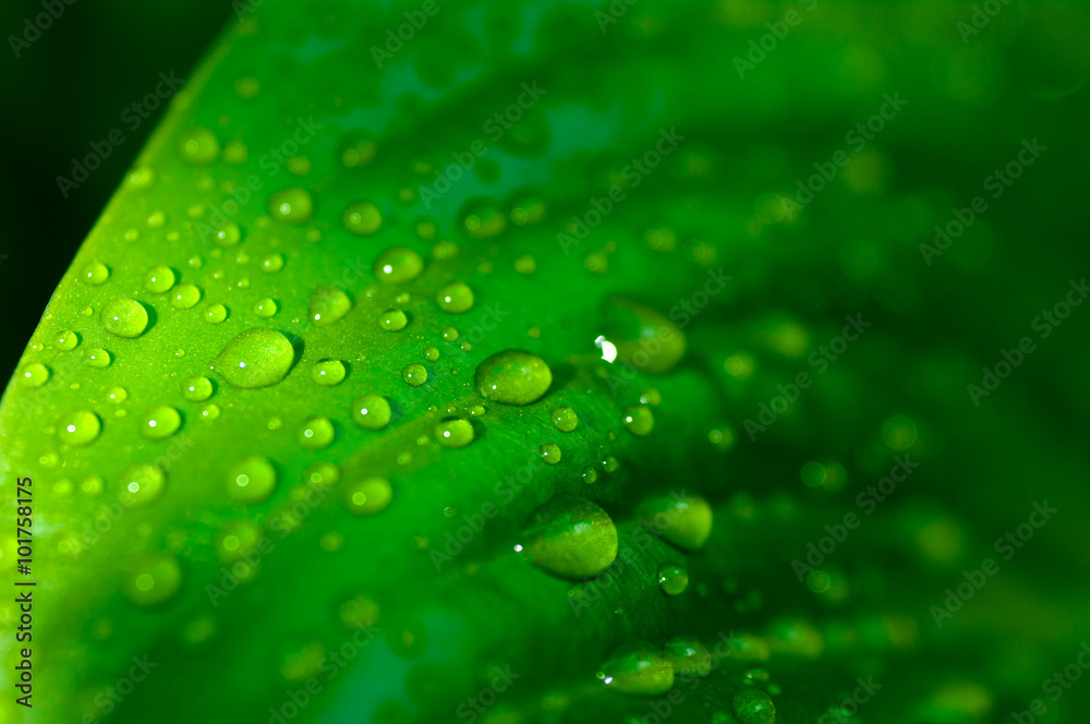 background of the water drops on a green leaf macro