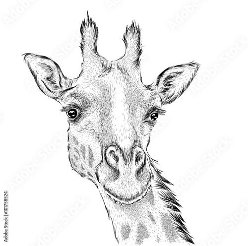 Hand draw giraffe portrait. Hand draw vector illustration