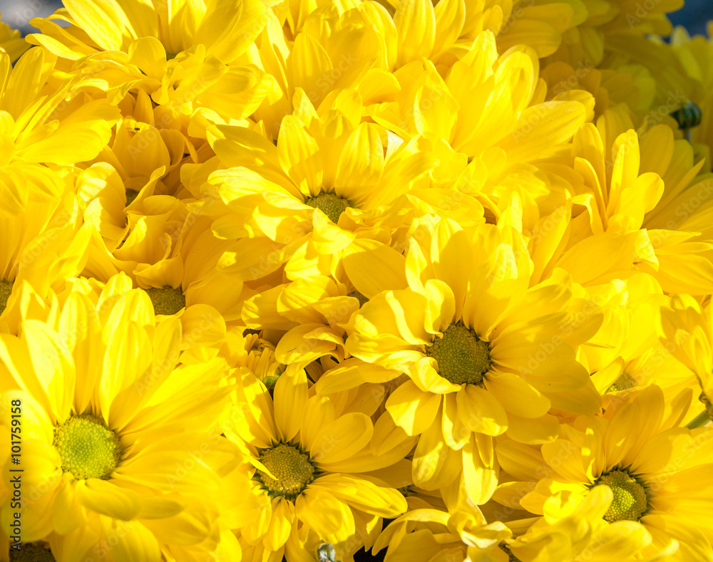 Fototapeta premium background of yellow flowers