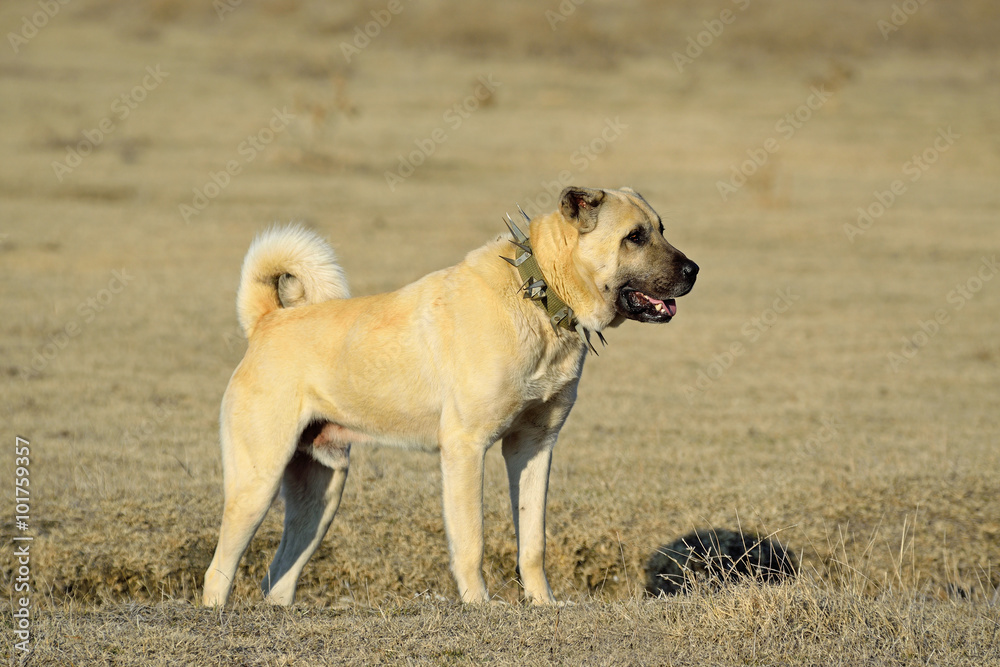 Anadolu Çoban Köpeği Stock Photo | Adobe Stock
