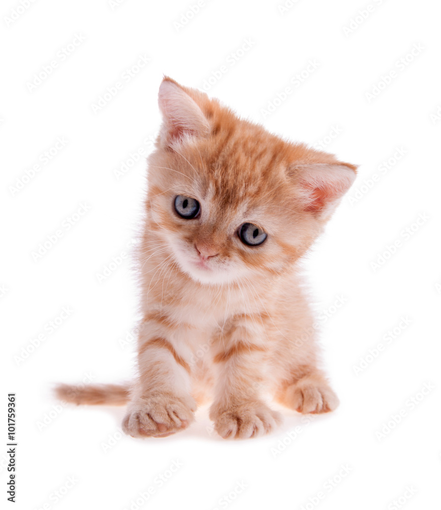 red kitten sitting is tilted his head on the white