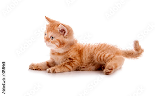 red kitten lies and looks forward to the white