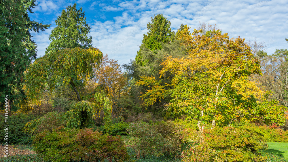 Fototapeta premium Washington park arboretum, Autumn
