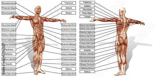 Vector 3D man muscle anatomy with text isolated photo