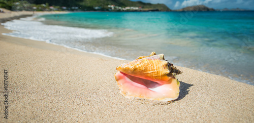 Shell in a Caribbean sea