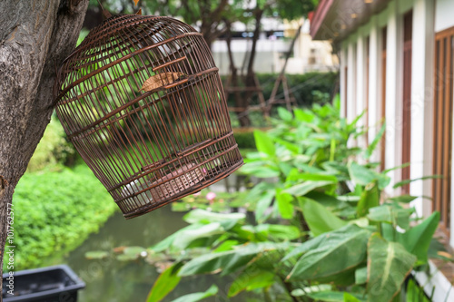 Birdcage hanging on the tree photo