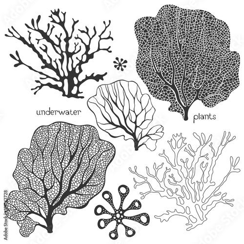 Set of cartoon underwater plants. Vector isolated elements.