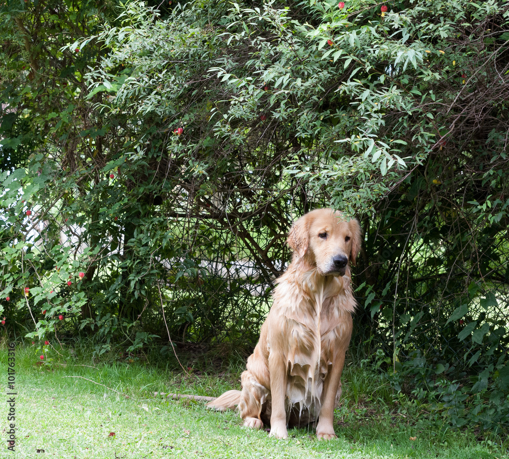 perra, golden retriever, pelaje color arena, pelaje mojado, sentada, jardin, arbustos, mirada atenta perra, golden retriever, pelaje color arena, pelaje mojado, sentada, jardin, arbustos, mirada atenta