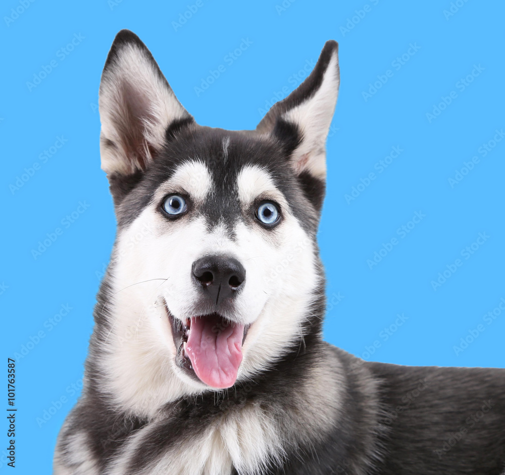 Beautiful cute husky puppy, on blue background