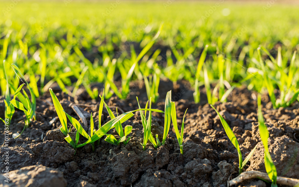 Green field of sprouting wheat Green field of sprouting wheat