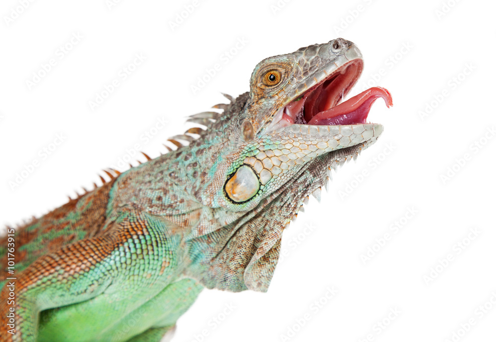 Closeup Iguana Mouth Open Tongue Out