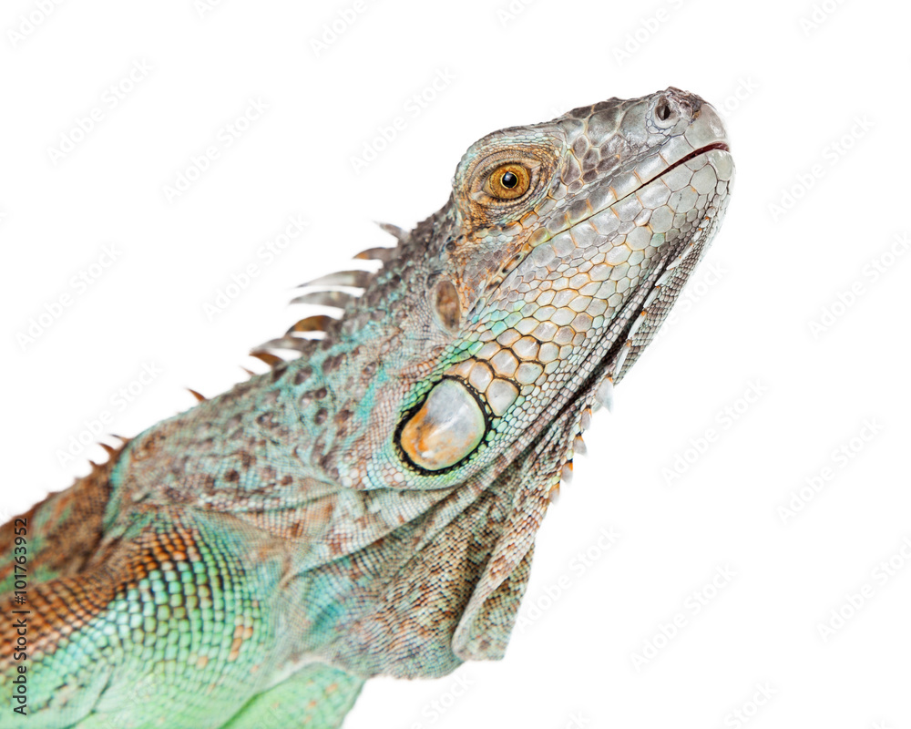 Closeup of Face of Iguana