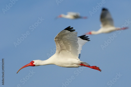 White Ibis flying in blue sky