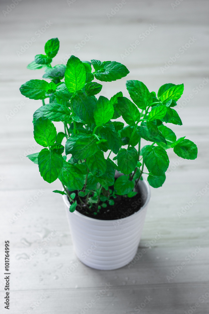 MINT / MIJĘTA MINT / MIJĘTA