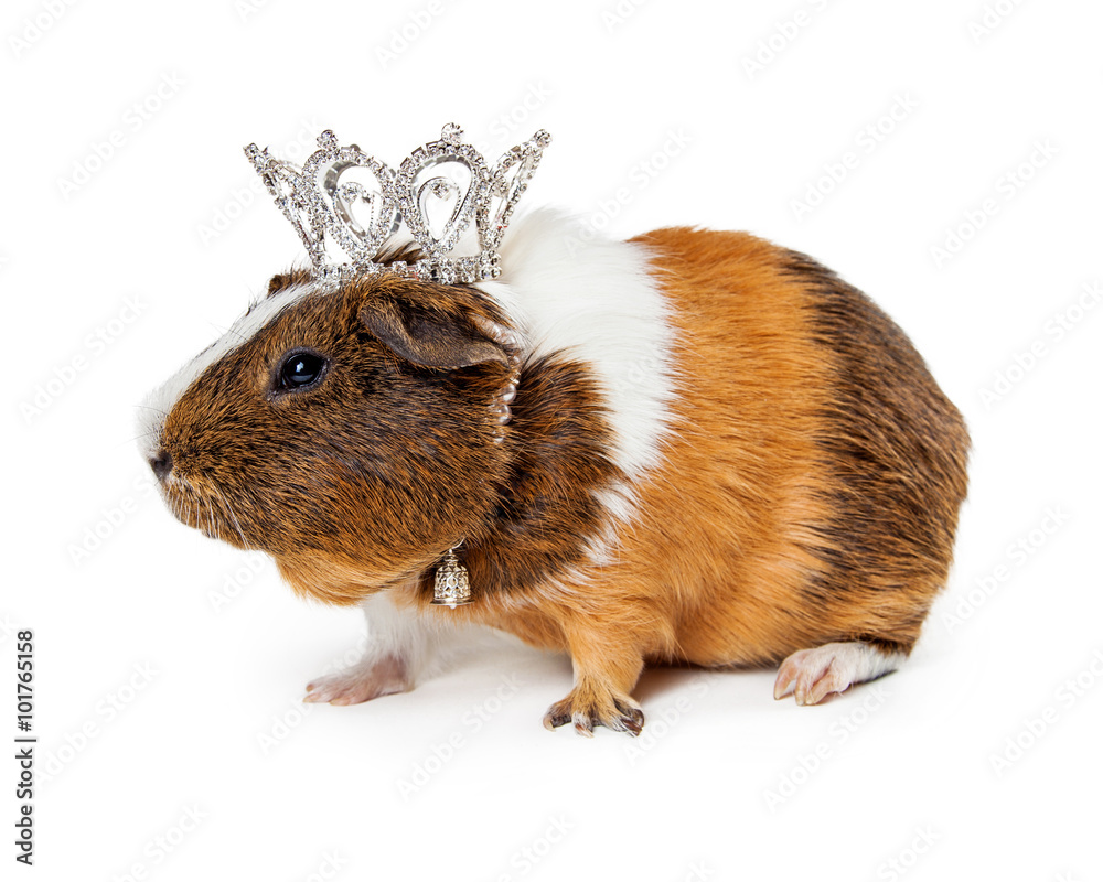 Guinea Pig Wearing Crown Guinea Pig Wearing Crown